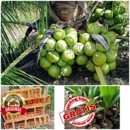 Bibit kelapa Genjah kelapa hijau