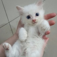 kitten kucing persia himalaya putih