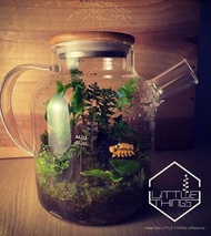 香港小店-苔蘚生態瓶