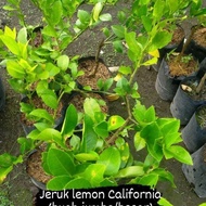 Bibit Tanaman Jeruk Lemon California/Tanaman Jeruk Lemon Jumbo