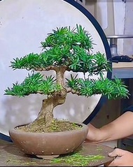 小葉雀舌 羅漢松（葉子細小，型態自然飄逸，樹高含盆46厘米，粗6厘米）