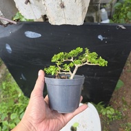 bonsai bebuas 壽娘子 sancang premna for beginner