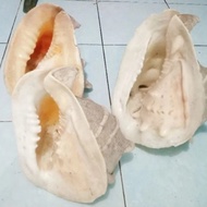 cangkang kerang triton 38cm Jumbo giant shell