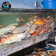 IKAN HIAS AIR TAWAR - IKAN KOI MIX RANDOM JUMBO