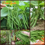 BIJI/BENIH BUNCIS BABY BEAN (BUNCIS PERDU/BUNCIS TEGAK)