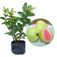Ready Stock In Philippines Good Quality Guava Seeds for Planting  Sweet and Delicious Tropical Fruits Seeds Organic Vegetable Mayana Bonsai Intdoor Plants Real Live Plant Seeds (It's a seed, not a plant!)