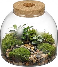 NUOBESTY Glass Terrarium Jar with Wood Stopper - Small Ecosystem Container for Hydroponic Plants - C