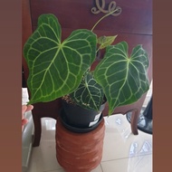 anthurium king clarinervium pagoda