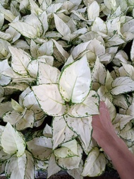 aglonema super white daun 7-8-9+++