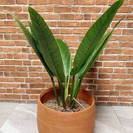Tanaman hias philodendron lynette philo linet tanaman indoor ~~