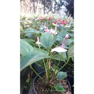 READY tanaman anturium mini/ bunga anturium Murah