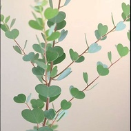 Eucalyptus Silver Water Drop Gonny Eucalyptus Apple Eucalyptus Small Leaf Eucalyptus Heart-Shaped Le