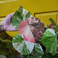 H2O - Acalypha Tricolor variegated Copperleaf Outdoor Plant Live Plant