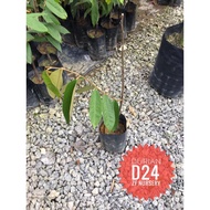 Anak pokok durian d24