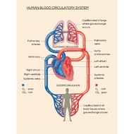Cambridge IGCSE Biology 0610 WORKSHEETS