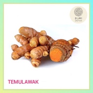 Temulawak Fresh 250 Gram - Spices