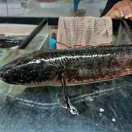 ikan gabus jumbo hidup