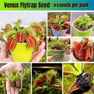 [Easy To Grow In The Philippines] 35pcs Venus Flytrap Plants Seeds for Sale Bonsai Seeds for Plantin