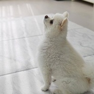 【MH家居】 韓國寵物折疊地墊 寵物地墊 寵物止滑墊 狗狗地墊