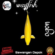 [termurah] bibit ikan koi ogon emas size 5-9cm (bibit penjinak)