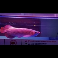 Ikan arwana super red 42cm
