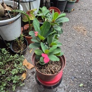 Pokok mahkota berduri