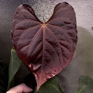 Anthurium Xray (JV)