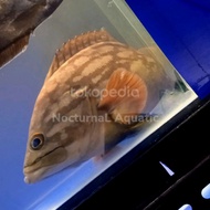kerapu air tawar / ikan kerapu kenanga cloudy grouper / ikan predator