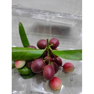 asam renda buah org dulu2..