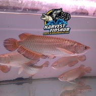 arwana/arowana jardini 20cm 22cm