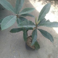 Terlaris Bibit Tanaman buah Sawo Mame Sapote TERBAIK