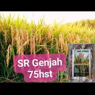 BENIH PADI LOKAL SR GENJAH 75hst kemasan 1kg