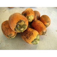 Buah pinang Tua / Areca Nut (biji)