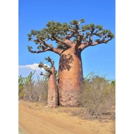 Adansonia grandidieri Baobab tree