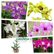 GNC - Live Plant Dendrobium Orchid Flower Plants Pokok Bunga Orkid Dendro 兰花