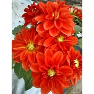 DAHLIA KAMPUNG (READY STOCK LIMITED)