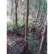 Pokok ara Ficus daun kecil, anak benih pokok ara, pokok tunggal, anak benih hutan, landskap halaman 