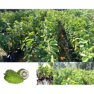 MM- Anak Pokok Durian Belanda / Soursop sapling Anak Pokok Tanaman Benih Garden Seed Seeds