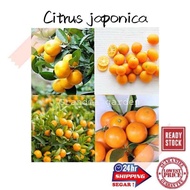 (GG real plant) anak pokok citrus japonica ^ kumquat cepat berbuah hybrid premium top quality kebun fruits sedap manis buah limau