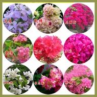 ∲ ❉ ❐ Colorful Dwarf Bougainvillea Flower Seeds for Planting (20 Seeds ) Bougainvillea Pants