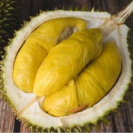 Durian Musang King real live outdoor fruit tree 猫山王果树幼苗 anak pokok durian musang king hidup sedap wangi quality baik