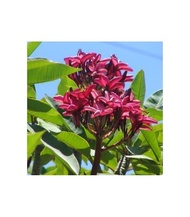 Bibit Tanaman Hias Bunga Plumeria Merah