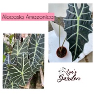 Alocasia Amazonia keladi viral murah (Alocasia Amazonia)