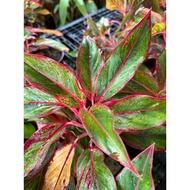 Aglaonema Red Golden