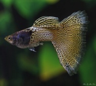 Metal Yellow Lace Guppy Live Fish aquarium