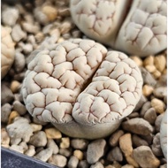 Lithops Gracilidelineata C189A/C374A/C373A/C261A 优选荒玉拿铁latte succulent plant