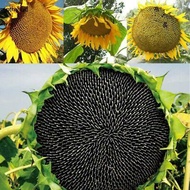 MONGOLIAN SUPER GIANT SUNFLOWER Buy 1 Get 1 Free 50 Seeds (Non-Plant)