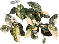 bibit bonggol alocasia dragon scale varigata // bibit bonggol alocasia thailand // bibit bonggol alo