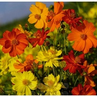 Sulfur chrysanthemum seeds Cosmos sulphureus