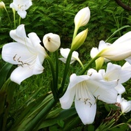 หัวหน่อ ว่านมหาบัว ดอกขาว Crinum moorei ดอกสวย กลิ่นหอมฟุ้งกระจาย เป็นว่านศิริมงคล